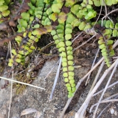 Asplenium trichomanes (Common Spleenwort) at Burra, NSW - 1 Sep 2024 by trevorpreston