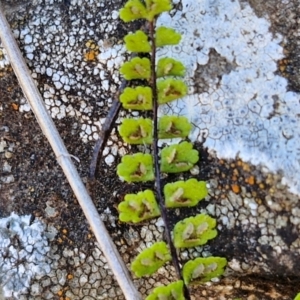 Asplenium trichomanes at Burra, NSW - 1 Sep 2024