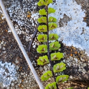 Asplenium trichomanes at Burra, NSW - 1 Sep 2024