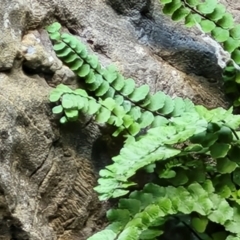 Asplenium trichomanes (Common Spleenwort) at Burra, NSW - 1 Sep 2024 by trevorpreston