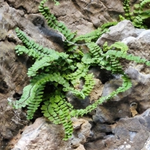 Asplenium trichomanes at Burra, NSW - 1 Sep 2024