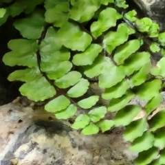 Asplenium trichomanes at Burra, NSW - 1 Sep 2024