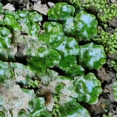 Lunularia cruciata (A thallose liverwort) at Burra, NSW - 1 Sep 2024 by trevorpreston