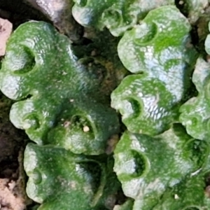 Lunularia cruciata at Burra, NSW - 1 Sep 2024 02:19 PM