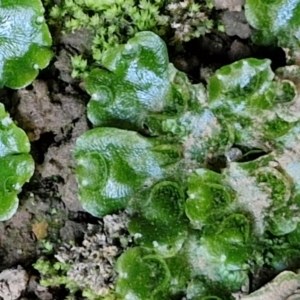 Lunularia cruciata at Burra, NSW - 1 Sep 2024 02:19 PM