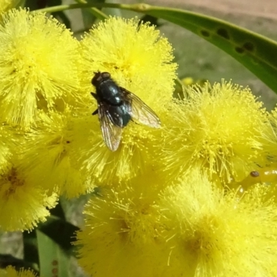 Rutilia (Rutilia) sp. (genus & subgenus) at Yarralumla, ACT - 29 Aug 2024 by AndyRussell