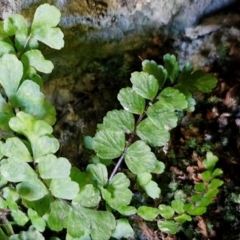 Asplenium trichomanes (Common Spleenwort) at Burra, NSW - 1 Sep 2024 by trevorpreston