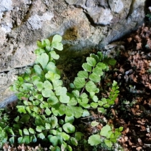 Asplenium trichomanes at Burra, NSW - 1 Sep 2024