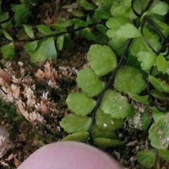 Asplenium trichomanes at Burra, NSW - 1 Sep 2024