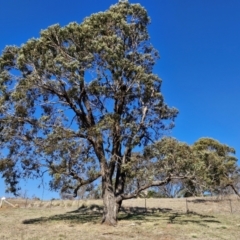 Eucalyptus bridgesiana (Apple Box) at Burra, NSW - 1 Sep 2024 by trevorpreston