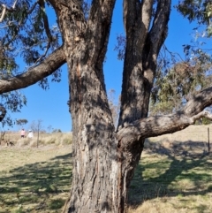 Eucalyptus bridgesiana at Burra, NSW - 1 Sep 2024 01:56 PM