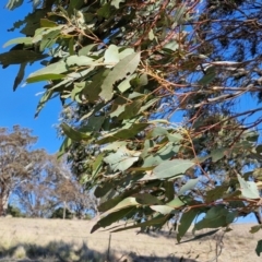 Eucalyptus bridgesiana at Burra, NSW - 1 Sep 2024