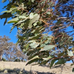 Eucalyptus bridgesiana at Burra, NSW - 1 Sep 2024