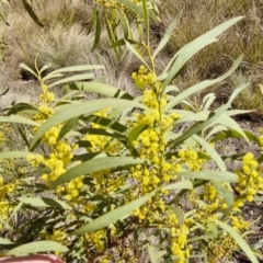 Acacia rubida (Red-stemmed Wattle, Red-leaved Wattle) at Burra, NSW - 1 Sep 2024 by trevorpreston