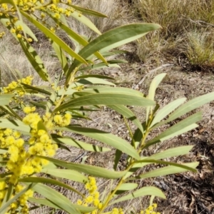 Acacia rubida at Burra, NSW - 1 Sep 2024