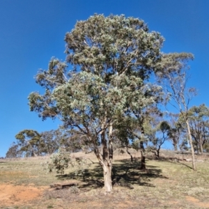 Eucalyptus polyanthemos subsp. polyanthemos at Burra, NSW - 1 Sep 2024