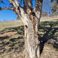 Eucalyptus polyanthemos subsp. polyanthemos at Burra, NSW - 1 Sep 2024