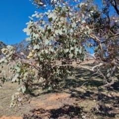 Eucalyptus polyanthemos subsp. polyanthemos at Burra, NSW - 1 Sep 2024 01:44 PM