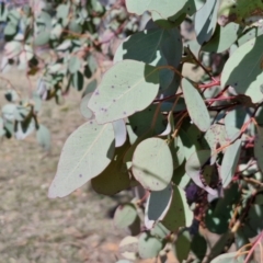 Eucalyptus polyanthemos subsp. polyanthemos at Burra, NSW - 1 Sep 2024 01:44 PM