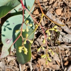 Eucalyptus polyanthemos subsp. polyanthemos at Burra, NSW - 1 Sep 2024 01:44 PM