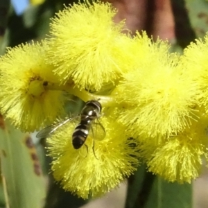 Melangyna collatus at Yarralumla, ACT - 29 Aug 2024