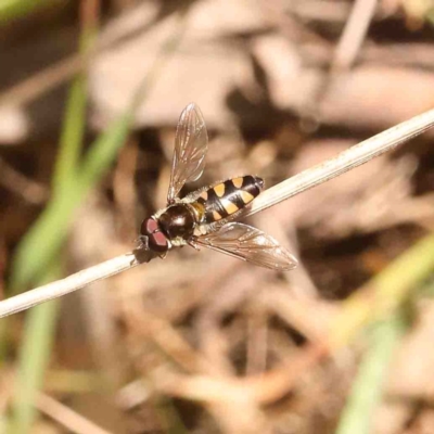 Syrphini sp. (tribe) (Unidentified syrphine hover fly) at O'Connor, ACT - 31 Aug 2024 by ConBoekel