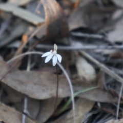 Caladenia fuscata (Dusky Fingers) at Aranda, ACT - 1 Sep 2024 by Clarel