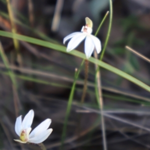 Caladenia fuscata at Aranda, ACT - suppressed