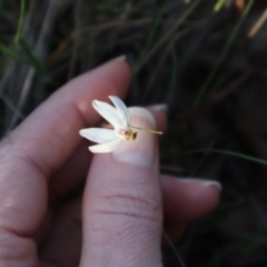 Caladenia fuscata at Aranda, ACT - suppressed