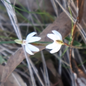 Caladenia fuscata at Aranda, ACT - suppressed