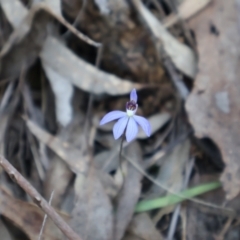 Cyanicula caerulea (Blue Fingers, Blue Fairies) at Aranda, ACT - 1 Sep 2024 by Clarel