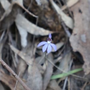 Cyanicula caerulea at Aranda, ACT - 1 Sep 2024