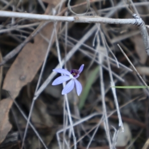 Cyanicula caerulea at Aranda, ACT - suppressed