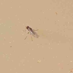 Ephydridae sp. (family) (Shore Flies) at O'Connor, ACT - 31 Aug 2024 by ConBoekel