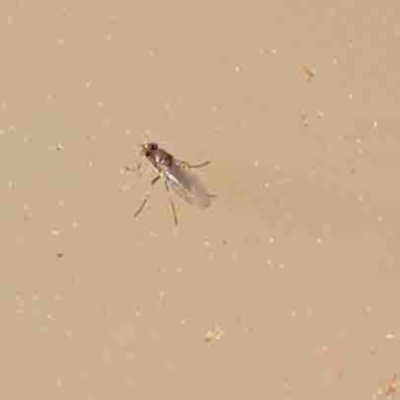 Ephydridae (family) (Shore Flies) at O'Connor, ACT - 31 Aug 2024 by ConBoekel