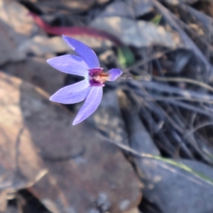 Cyanicula caerulea at Aranda, ACT - suppressed