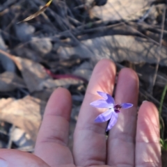 Cyanicula caerulea at Aranda, ACT - suppressed