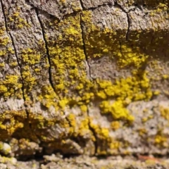 Chrysothrix sp. (genus) (A gold dust lichen) at O'Connor, ACT - 31 Aug 2024 by ConBoekel