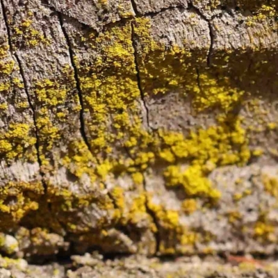 Chrysothrix sp. (genus) (A gold dust lichen) at O'Connor, ACT - 31 Aug 2024 by ConBoekel