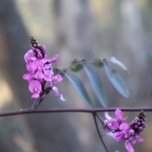 Indigofera australis subsp. australis at Aranda, ACT - 1 Sep 2024