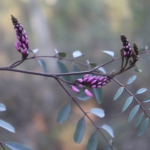 Indigofera australis subsp. australis at Aranda, ACT - 1 Sep 2024