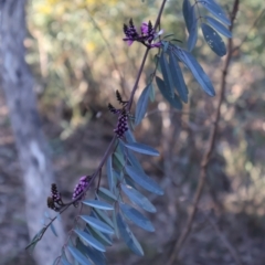 Indigofera australis subsp. australis at Aranda, ACT - 1 Sep 2024