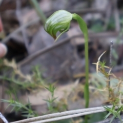 Pterostylis nutans (Nodding Greenhood) at Aranda, ACT - 1 Sep 2024 by Clarel