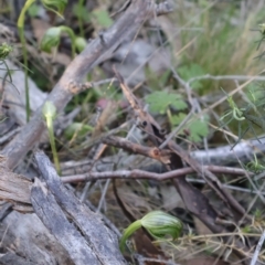 Pterostylis nutans at Aranda, ACT - 1 Sep 2024