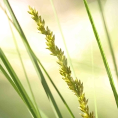 Carex appressa (Tall Sedge) at O'Connor, ACT - 31 Aug 2024 by ConBoekel