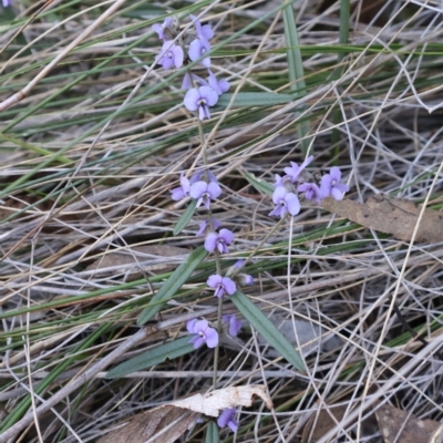 Hovea heterophylla (Common Hovea) at Aranda, ACT - 1 Sep 2024 by Clarel