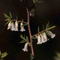 Styphelia fletcheri subsp. brevisepala (Twin Flower Beard-Heath) at O'Connor, ACT - 31 Aug 2024 by ConBoekel