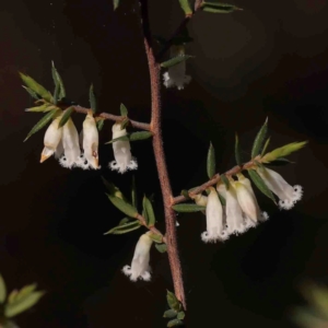 Styphelia fletcheri subsp. brevisepala at O'Connor, ACT - 31 Aug 2024