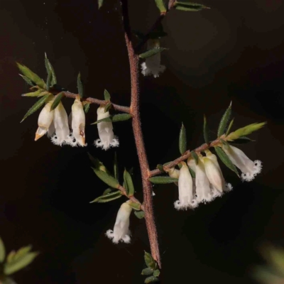 Styphelia fletcheri subsp. brevisepala (Twin Flower Beard-Heath) at O'Connor, ACT - 31 Aug 2024 by ConBoekel