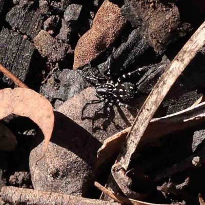 Nyssus albopunctatus (White-spotted swift spider) at O'Connor, ACT - 31 Aug 2024 by ConBoekel